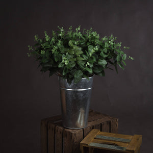 Cineraria Eucalyptus Spray