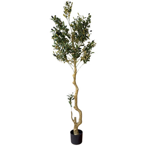Calabria Large Olive Tree